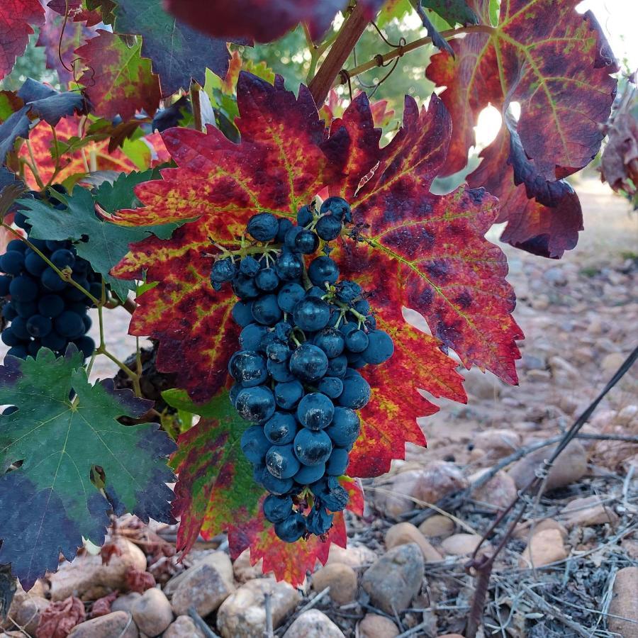 Sojuela Turismo Golf Naturaleza Y Vino Exterior photo